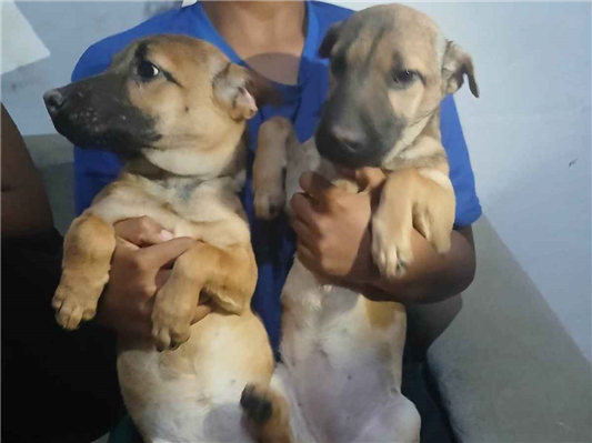 Cachorro cão para adoção Ambos Médio  2 a 6 meses 