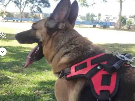 Cachorro cão para adoção Fêmea Grande 4 anos 