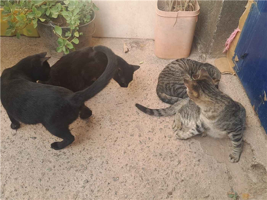 Gato para adoção Macho Pequeno 2 a 6 meses