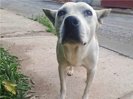 Cachorro cão para adoção Macho Grande 3 anos 