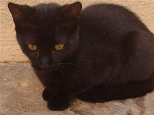 Gato para adoção Fêmea Pequeno 2 a 6 meses