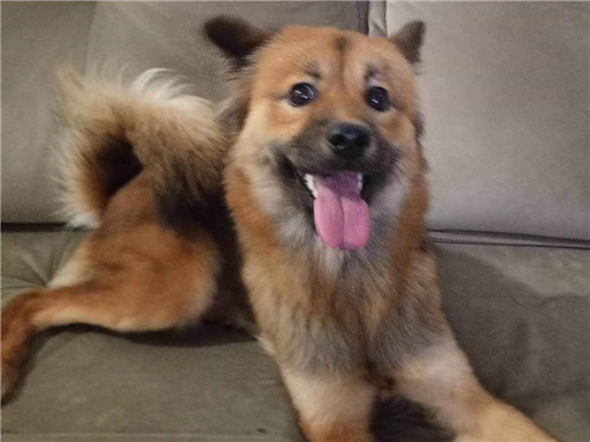 Cachorro cão para adoção Fêmea Médio  1 ano 