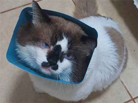 Gato para adoção Macho Médio 3 anos