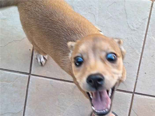 Cachorro cão para adoção Fêmea Pequeno 2 a 6 meses 