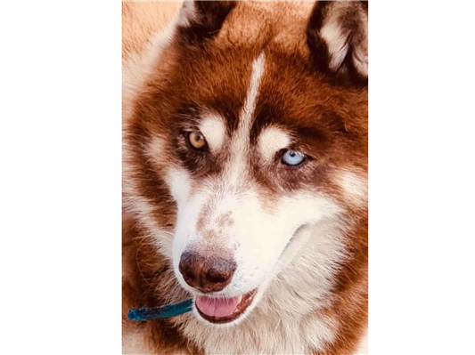Cachorro cão para adoção Macho Médio  6 anos Acima 