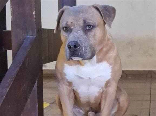 Cachorro cão para adoção Macho Grande 4 anos 