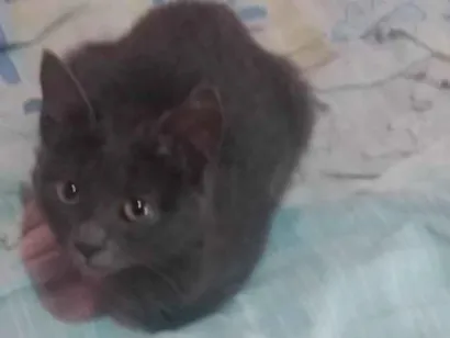 Gato Siamês Pequeno 2-a-6-meses