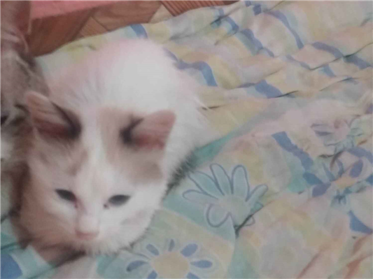 Gato para adoção Macho Pequeno 2 a 6 meses