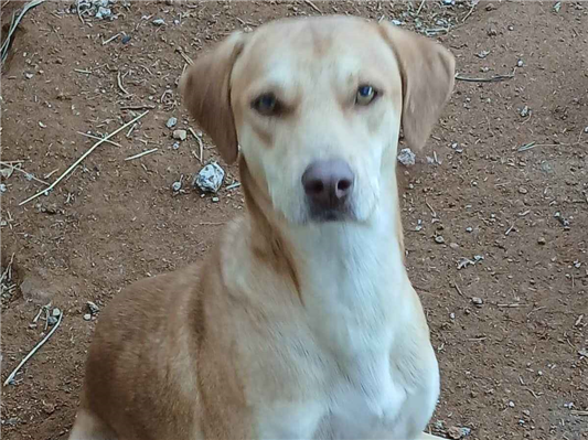 Cachorro cão para adoção Macho Médio  2 a 6 meses 