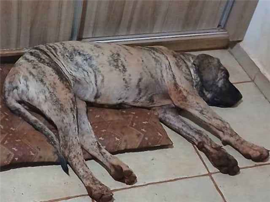 Cao Procura-Perdido Fêmea Grande 7 a 11 meses 