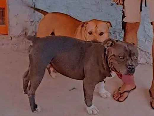 Cachorro cão para adoção Macho Médio  5 anos 