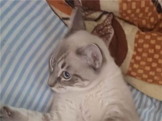 Gato para adoção Macho Grande 2 a 6 meses