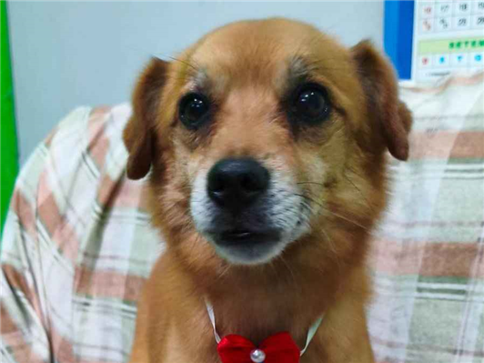 Cachorro cão para adoção Macho Pequeno 4 anos 
