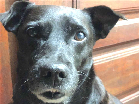 Cao Procura-Perdido Macho Médio 7 a 11 meses 