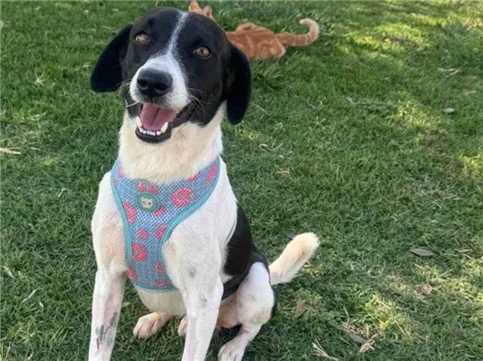 Cachorro cão para adoção Macho Médio  2 anos 