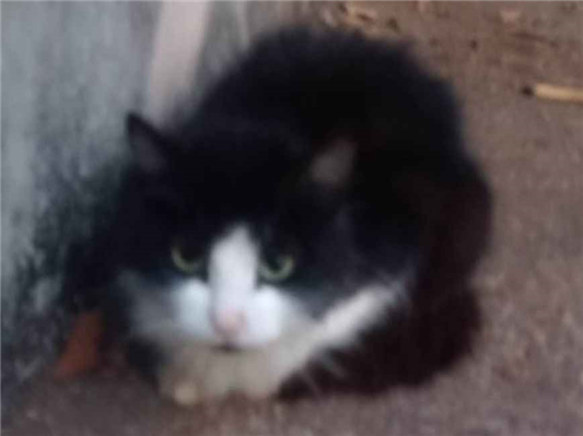 Gato para adoção Ambos Pequeno 2 anos