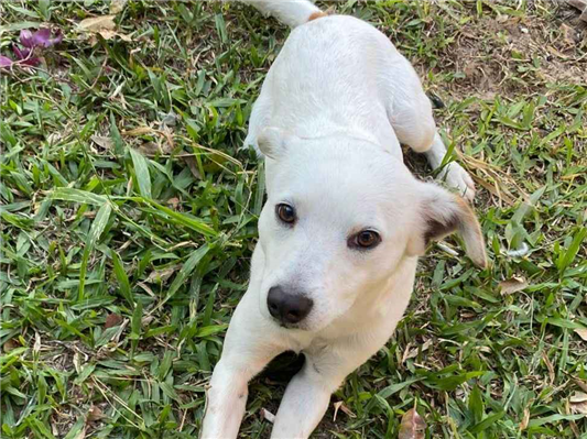 Cachorro cão para adoção Macho Médio  1 ano 
