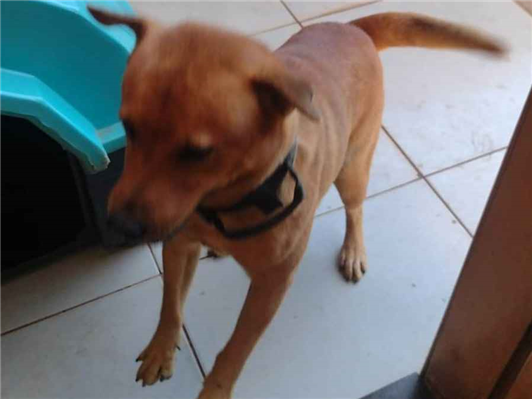 Cachorro cão para adoção Macho Médio  2 anos 