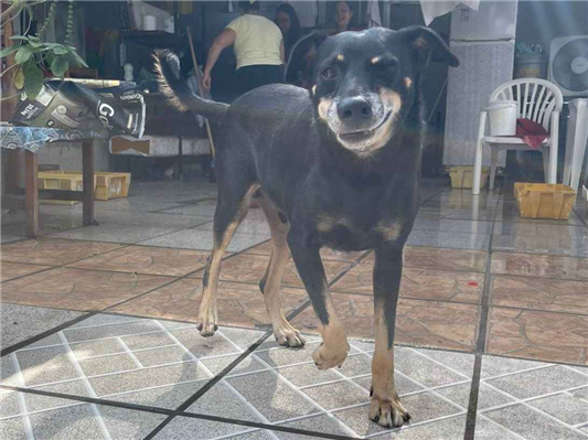 Cachorro cão para adoção Macho Médio  5 anos 
