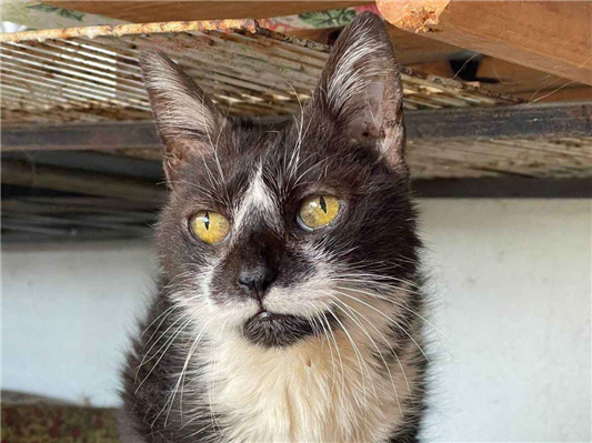 Gato para adoção Fêmea Pequeno 6 anos Acima