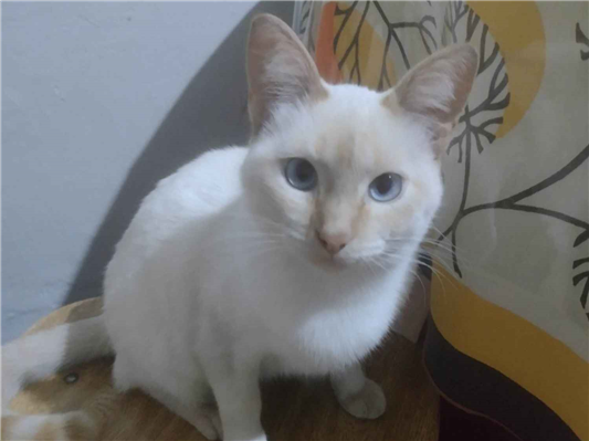 Gato para adoção Macho Médio 2 a 6 meses