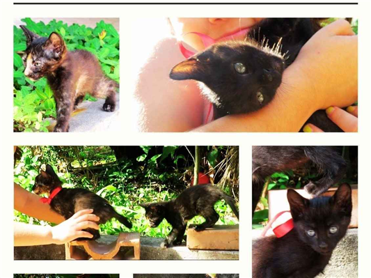 Gato para adoção Ambos Pequeno Abaixo de 2 meses