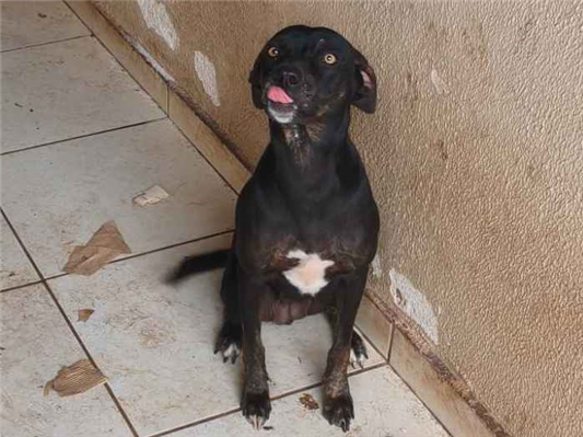 Cachorro cão para adoção Ambos Médio  1 ano 