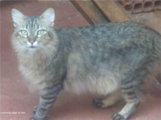 Gato para adoção Macho Pequeno 2 anos