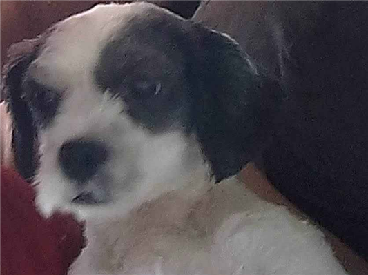 Cachorro cão para adoção Macho Médio  5 anos 