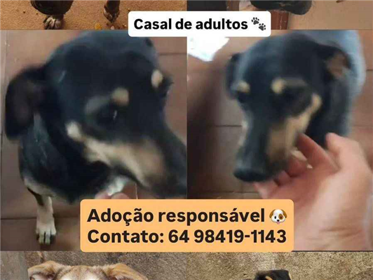 Cachorro cão para adoção Ambos Pequeno 2 a 6 meses 
