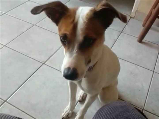Cachorro cão para adoção Fêmea Médio  1 ano 