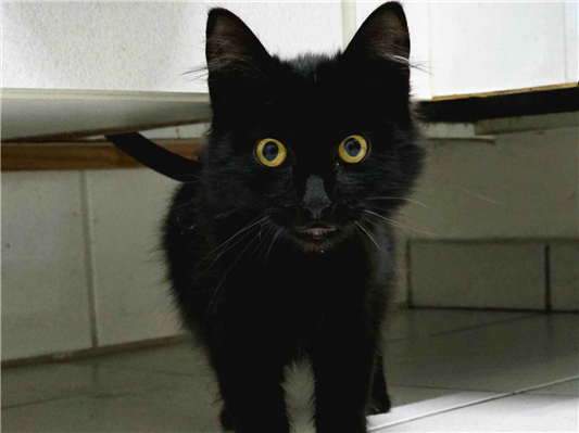 Gato - Fêmea Pequeno2 a 6 meses