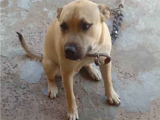 Cachorro cão para adoção Macho Médio  1 ano 