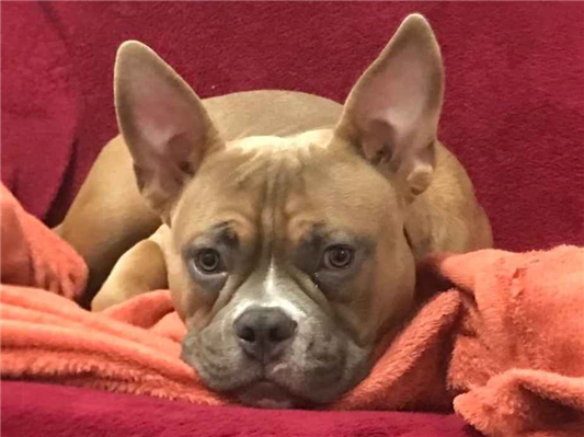 Cachorro cão para adoção Macho Médio  3 anos 