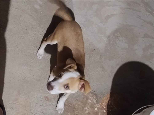 Cachorro cão para adoção Macho Médio  2 a 6 meses 
