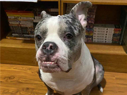 Cachorro cão para adoção Fêmea Médio  2 anos 