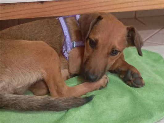 Cachorro cão para adoção Fêmea Médio  2 a 6 meses 