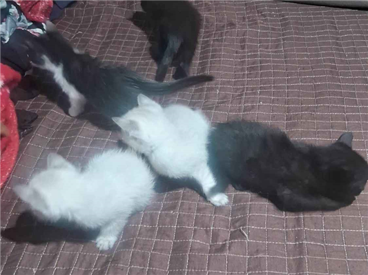 Gato para adoção Ambos Pequeno 2 a 6 meses