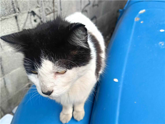 Gato para adoção Macho Pequeno 1 ano