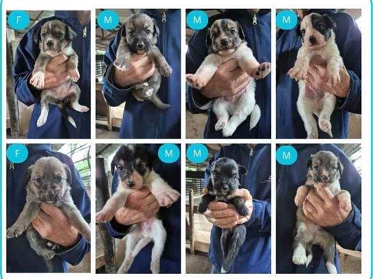 Cachorro cão para adoção Ambos Médio  Abaixo de 2 meses 