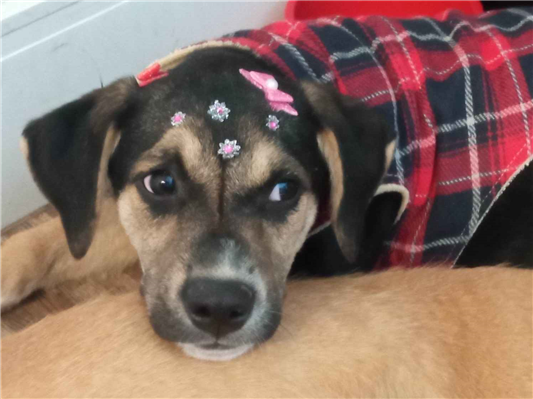 Cachorro cão para adoção Fêmea Médio  2 a 6 meses 