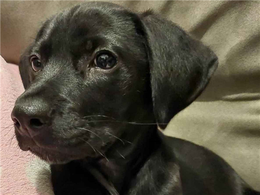 Cachorro cão para adoção Macho Médio  2 a 6 meses 