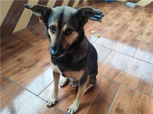 Cachorro cão para adoção Macho Médio  6 anos Acima 