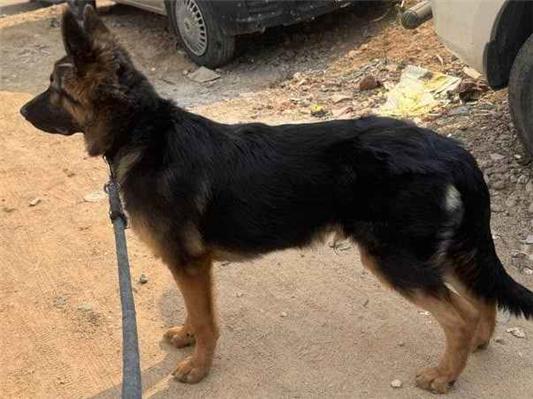 Cachorro cão para adoção Macho Médio  1 ano 