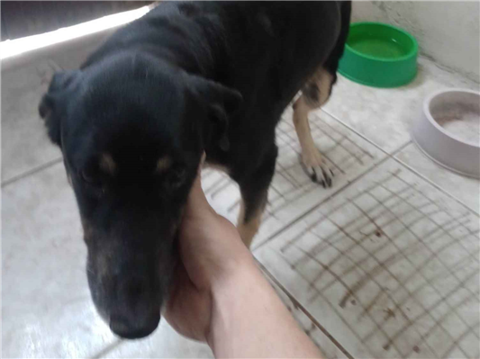Cachorro cão para adoção Fêmea Médio  4 anos 