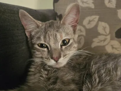 Gato SRD-ViraLata Pequeno 2-a-6-meses