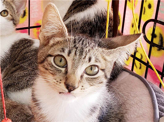Gato para adoção Macho Pequeno 2 a 6 meses