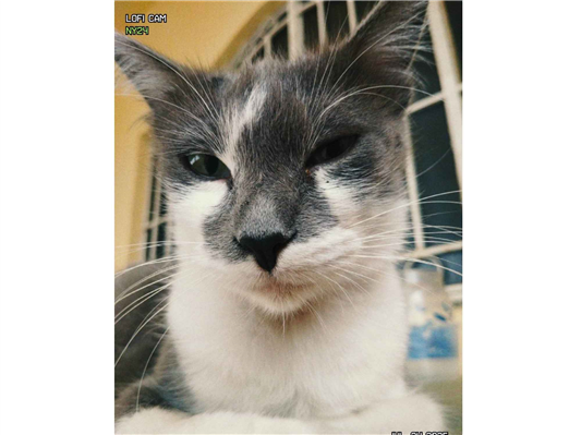 Gato para adoção Fêmea Médio 1 ano