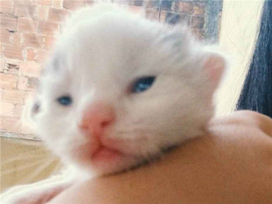 Cachorro cão para adoção Ambos Pequeno Abaixo de 2 meses 