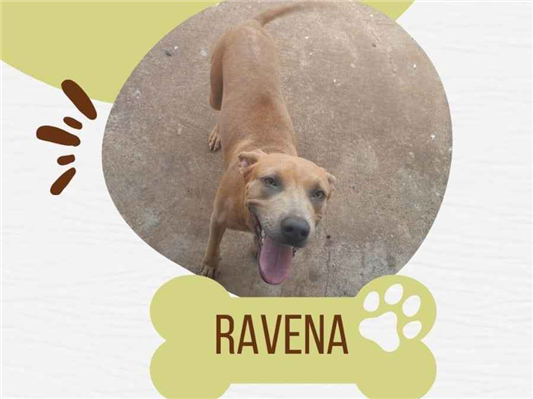 Cachorro cão para adoção Fêmea Médio  1 ano 